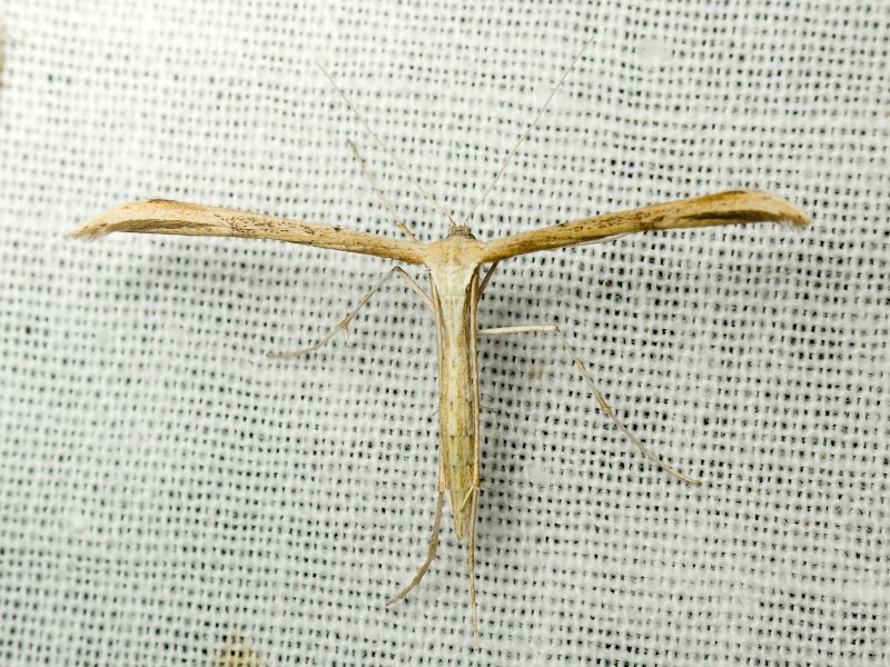 Lepidoptera